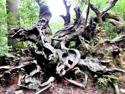 蛇紋杉の根