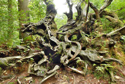 蛇紋杉の根